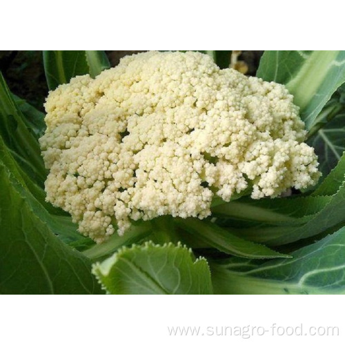 Delicious And Nutritious Cauliflower